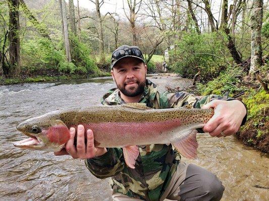 Rainbow Trout