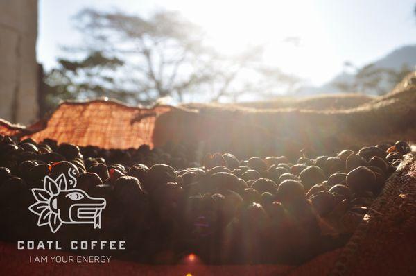 Natural Processed Single Origin Chiapas, MX coffee available on our online store.