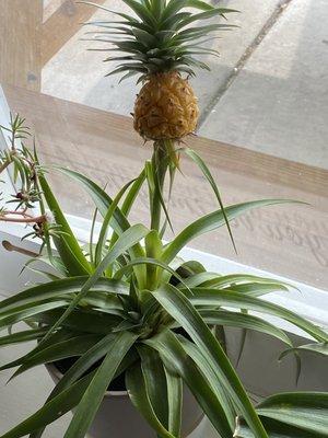 Pineapple , as a plus.