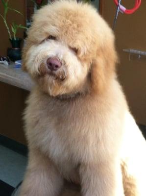 Buster the labradoodle, puff cut!