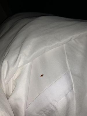 Bed bug in original room