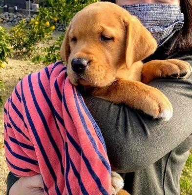 English Labrador retriever, fox red, male from Ava & Finn's Dec'20 litter