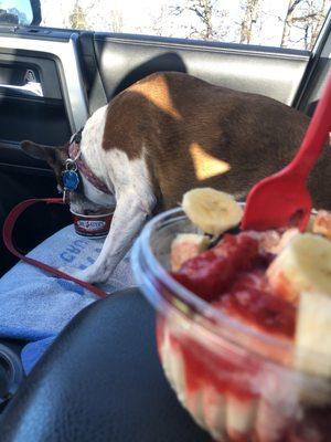 Banana Split and the free doggie treat!!