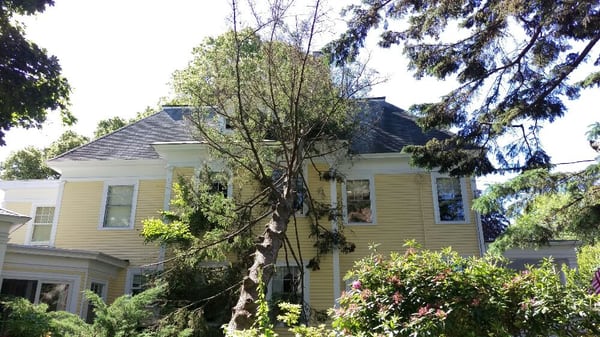 New England Tree Service