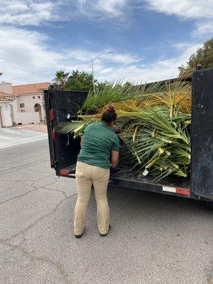 Palm cleanup up !