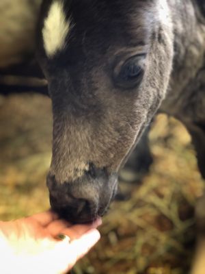 fairytale farms mini horse rescue