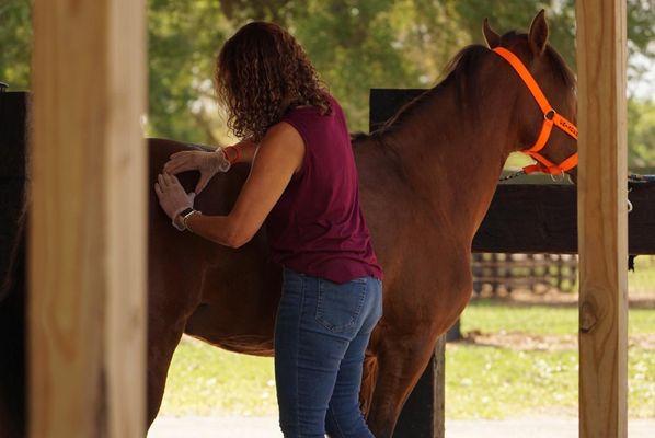 Equine Sports Massage