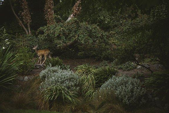 Deer - Port Townsend