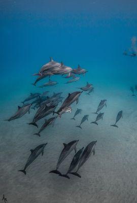 dolphin pod
 #kauaistyle