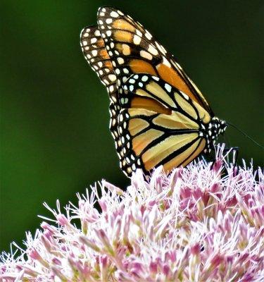 Butterfly morning on the Harrods Creek Trail