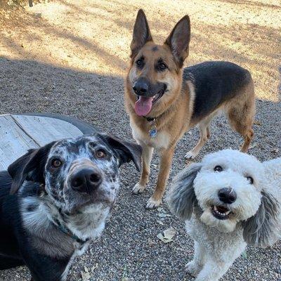 Eddie the doodle loving life at Hampshire Pet Resort