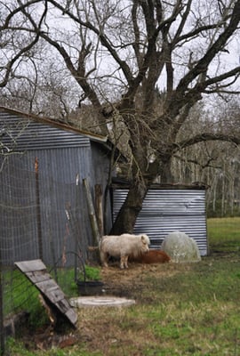 The farm keeps miniature horses & goats for visitors to pet.