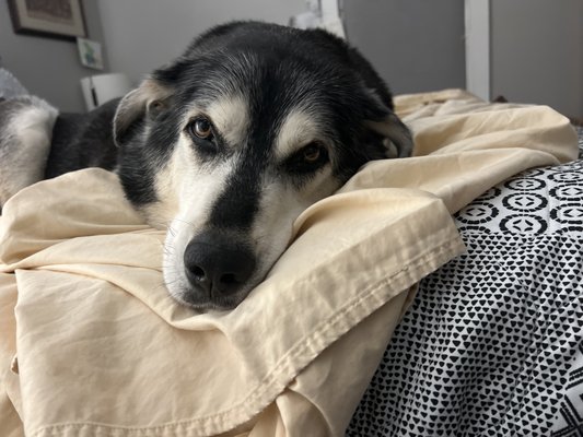 Baxter resting on our bed