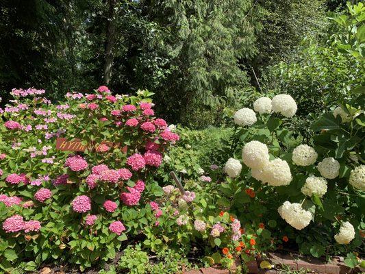 Gorgeous Hydrangeas