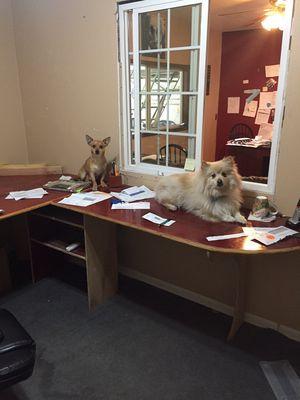 The shop dogs Ozzy and Einstein helping with quotes this morning:)