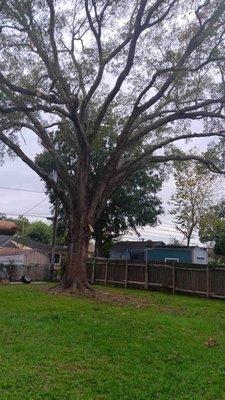 Tree & Lawn