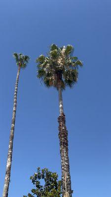 Palm Tree before clean up