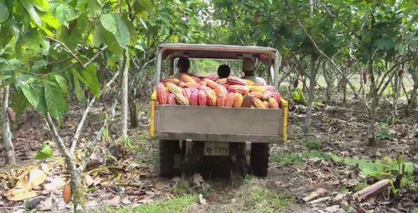 Cacao truck