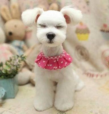 La Petique Dog Grooming Salon