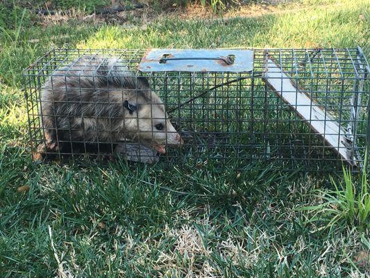 Trapped opossum that was living in our attic