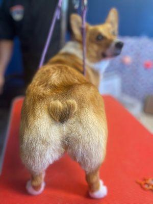 Corgi butt