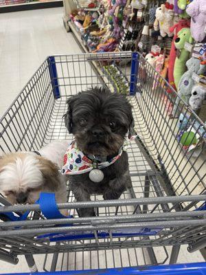 Owen (13) male ShihTzu enjoying his Saturday grocery stroll.