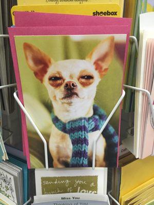 The "Clint Eastwood" of Chihuahua's