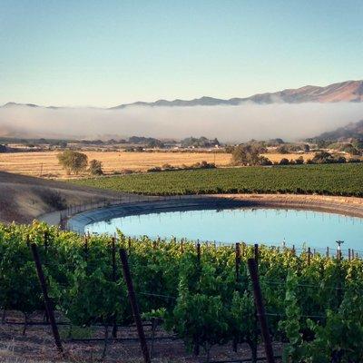 Star Lane Vineyard features 200 acres of Bordelaise Varietals which include Cabernet Sauvignon, Cabernet Franc, Merlot, & Sauvignon Blanc