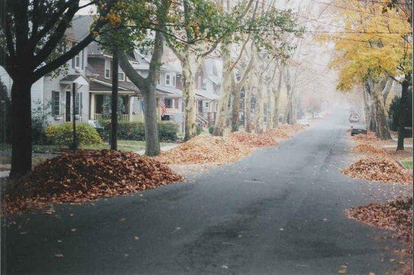 Borough of Trees