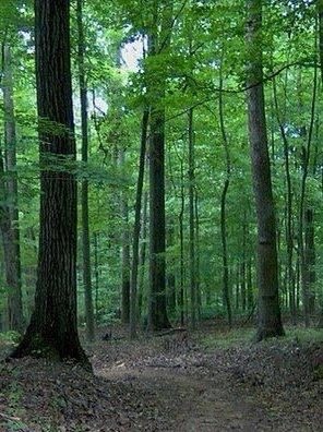 Green Forest Hardwood Floors