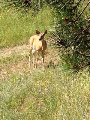 Watch out...the deer are watching! Just waiting to eat all your fallen leaves and cherries.