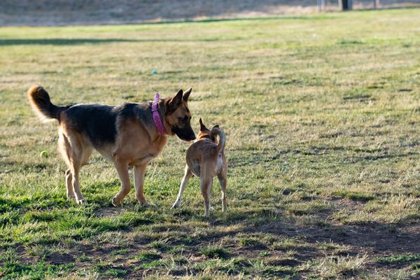 All the dog owners are friendly, and have well behaved dogs