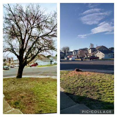 Tree Removal

Before / After