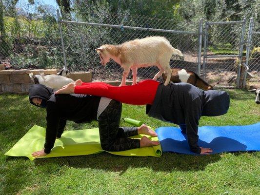 Blissful Goat Yoga