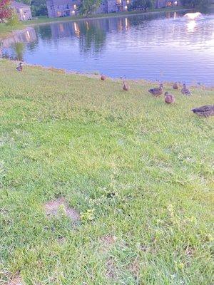 Ducks congregating.