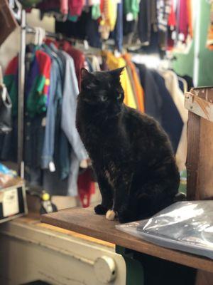 Store cat!!!