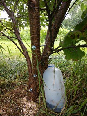 Bracing a split plum tree