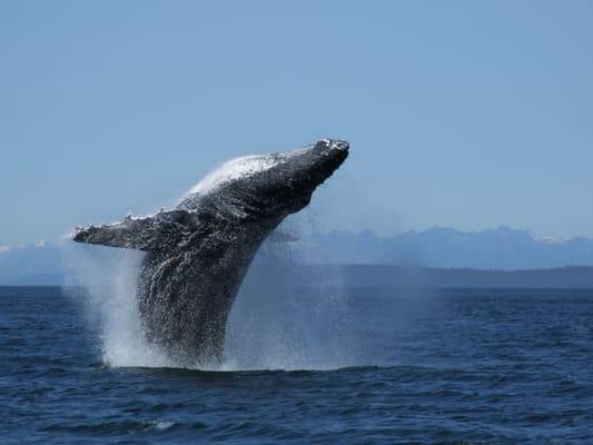 Breaching Whale in Icy Strait, near Hoonah, Alaska