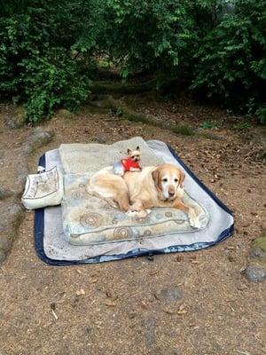 Duke and Mater camping