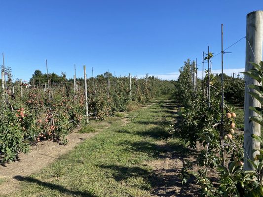 Apple field