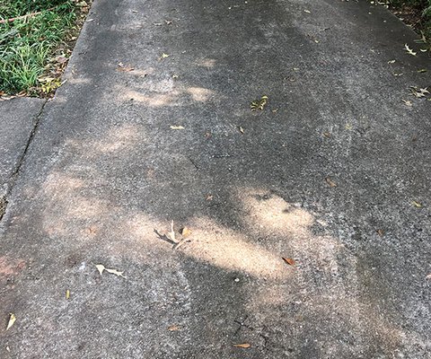 Black algae and mold is very common on driveways.