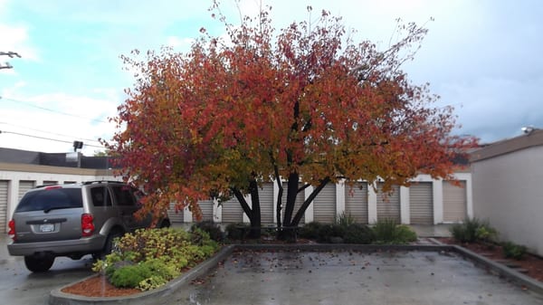 Our parking area in the beautiful fall.