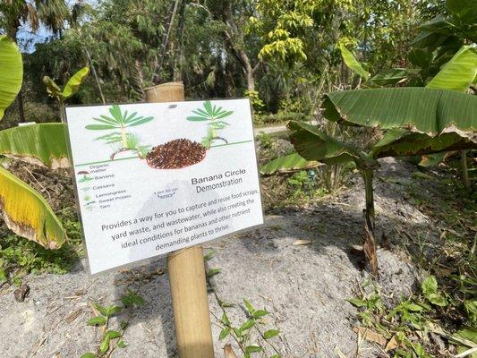 A banana circle offers the right amount of nutrients to grow bananas and other companion plants such as watermelons and cassava.