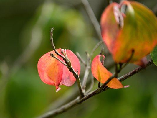 Michigan Fall Colors