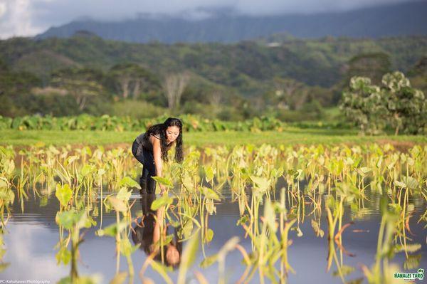 5th generation farmer Lyndsey planting huli (taro seedlings). Learn from her on a tour! PC: Kahahawai Photography