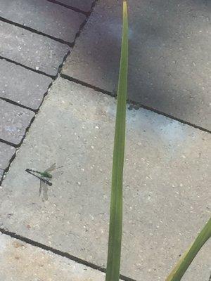 These dragonflies kept us from seeing a single mosquito.