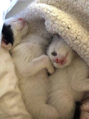 Foster kittens!