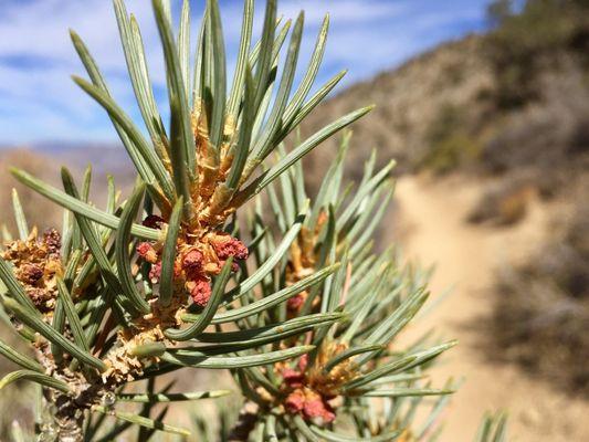 Owens Peak Wilderness