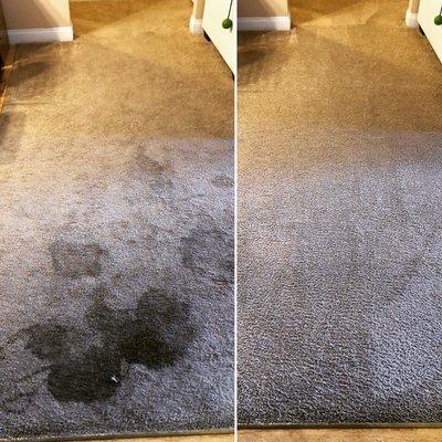 Pet stains carpet cleaning. Steam deep cleaning