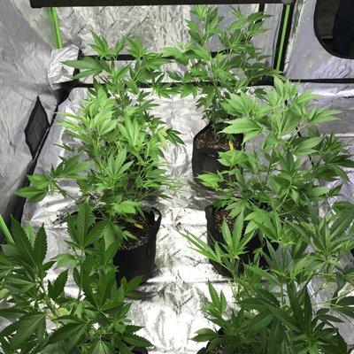 Be sure to order one of our grow tent kits to make sure your cannabis seeds grow out healthy and strong in the perfect environment